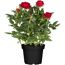 Rosenbusch verschiedene Farben 18 cm Topf