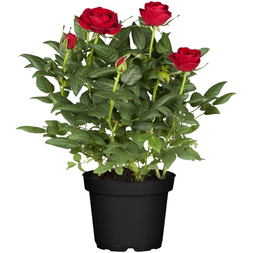 Rosenbusch verschiedene Farben 18 cm Topf