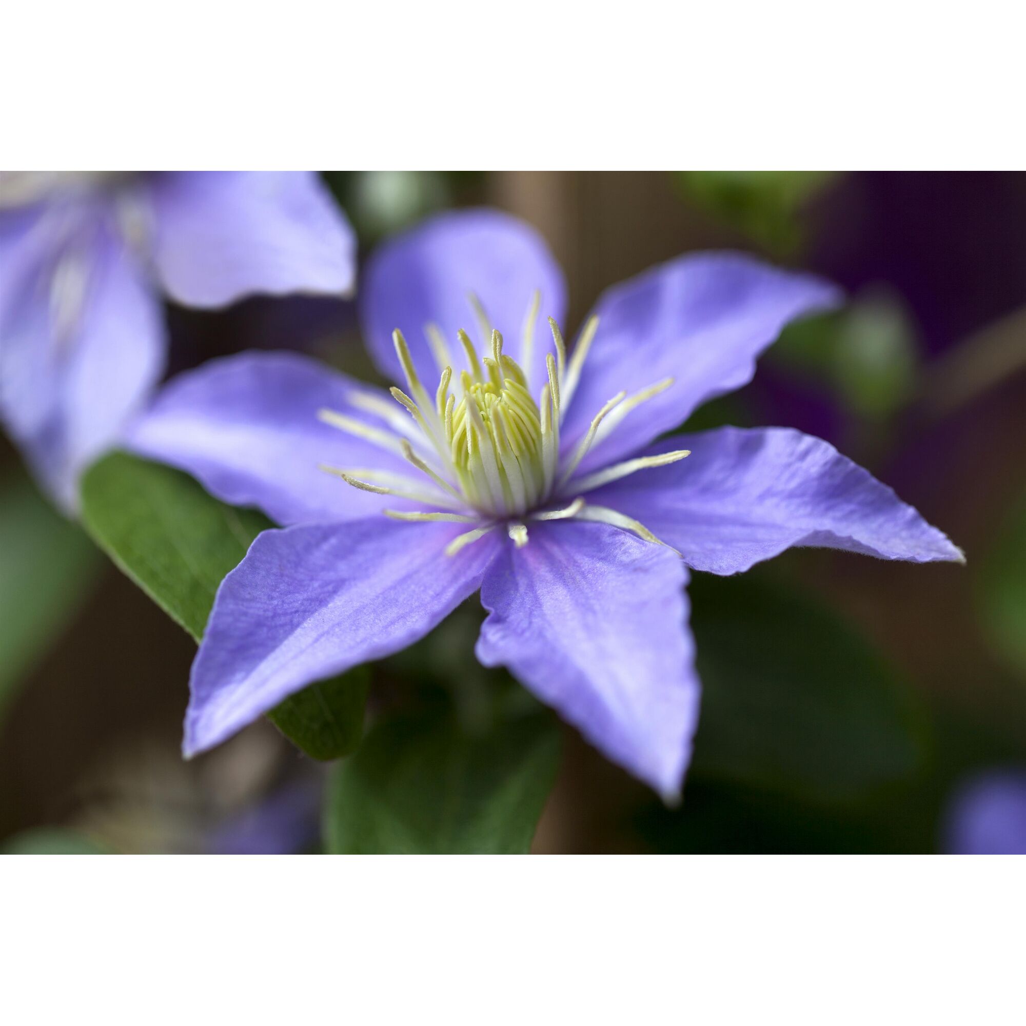 Nahaufnahme einer violetten Waldrebe Blüte