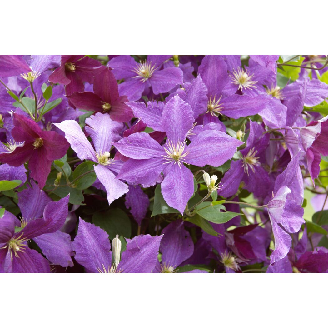 Lila Clematisblüten