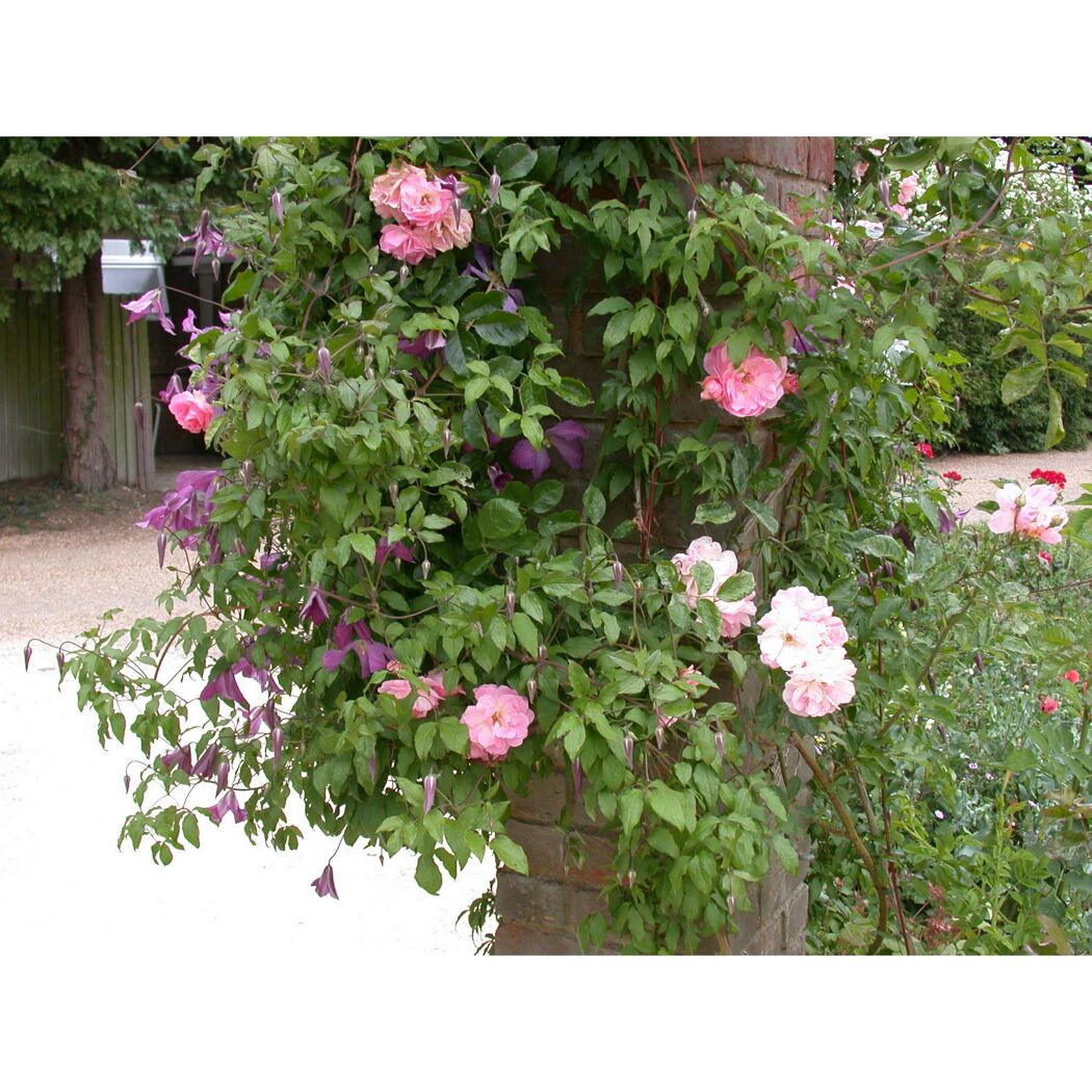 Rosa und lila Clematis und Rosen an einem Backsteinpfeiler