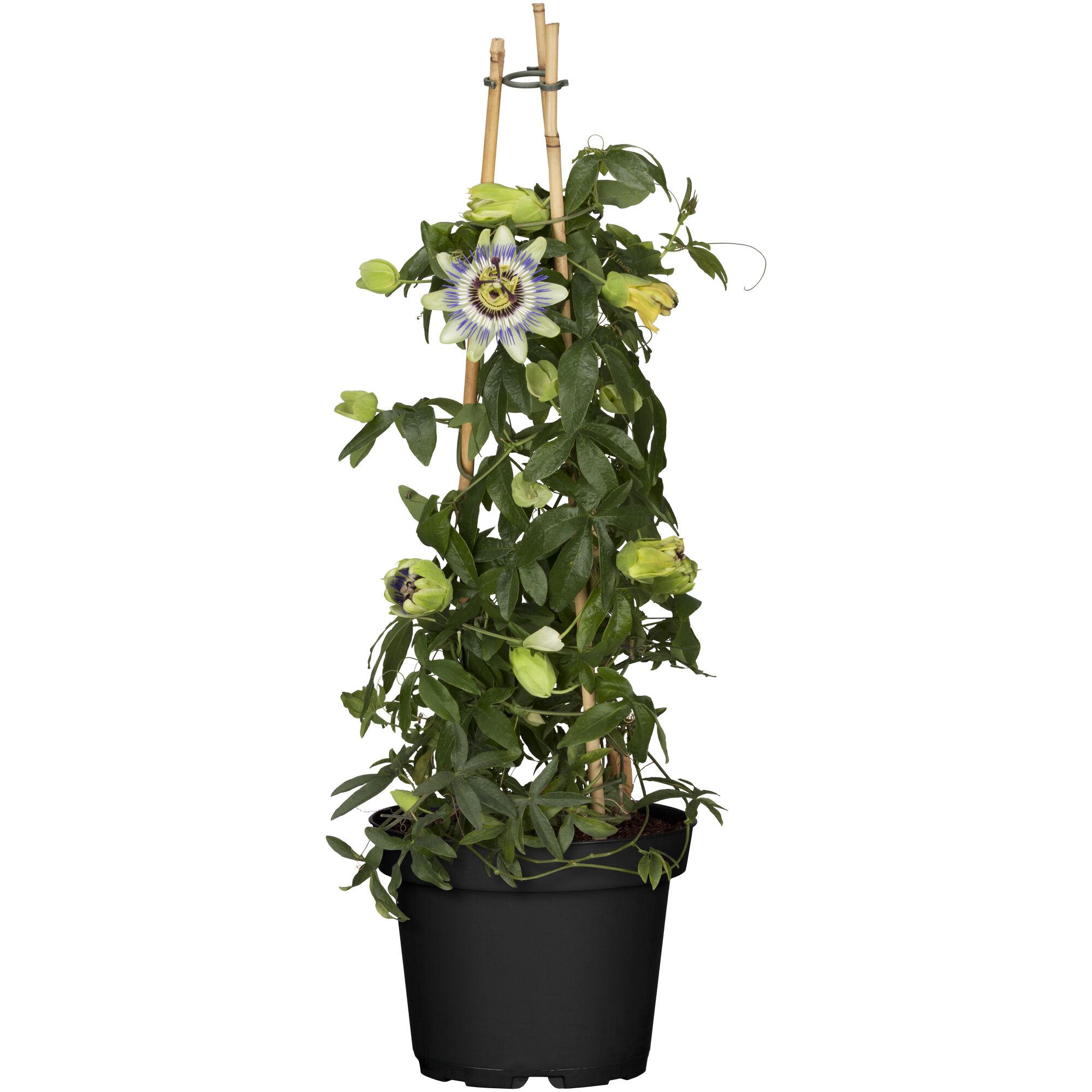 Passionsblume mit Rankhilfe im Topf