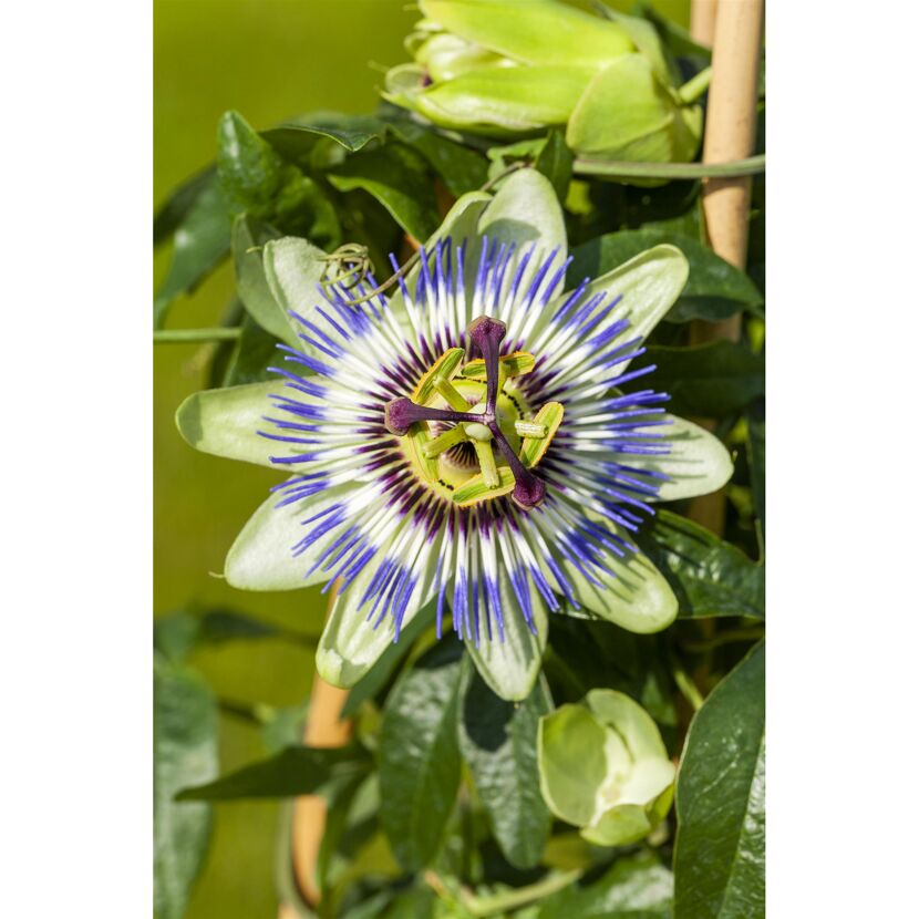 Nahaufnahme einer Passionsblume