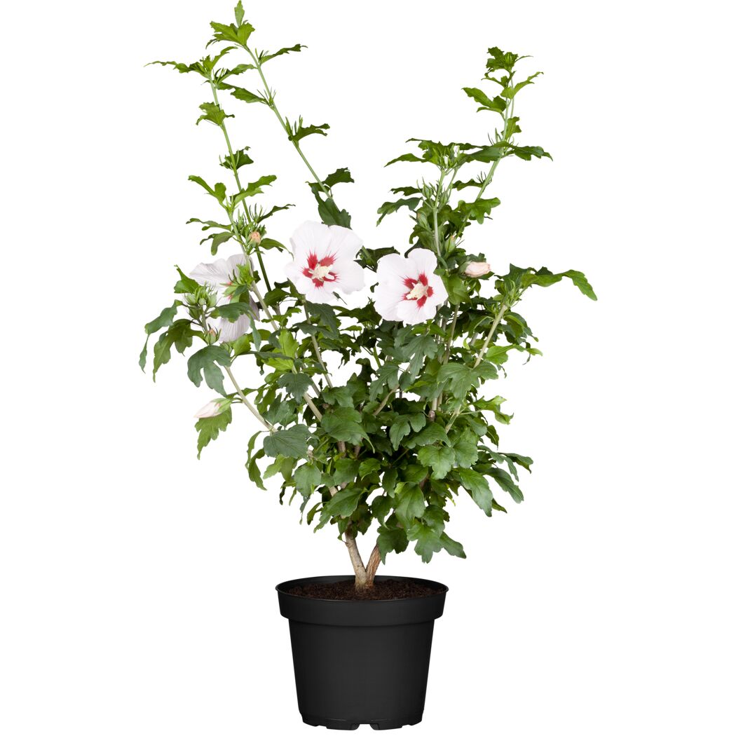 Hibiskus Busch rosa 21 cm Topf