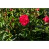 Bodendeckerrosen verschiedene Sorten 13 cm Topf