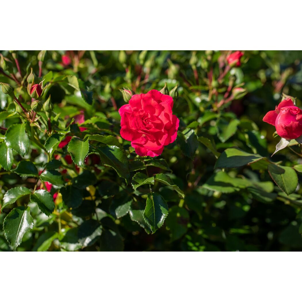 Bodendeckerrosen verschiedene Sorten 13 cm Topf