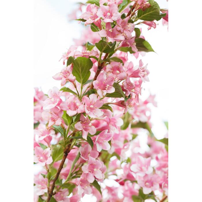 ZwergWeigelie 'Pink Poppet' 19 cm Topf