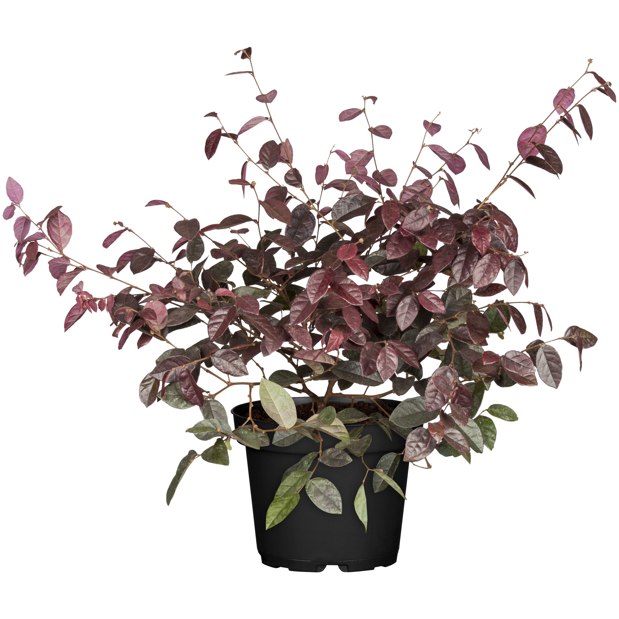 Riemenblüte Busch 'Black Pearl®' pink 15 cm Topf + product picture