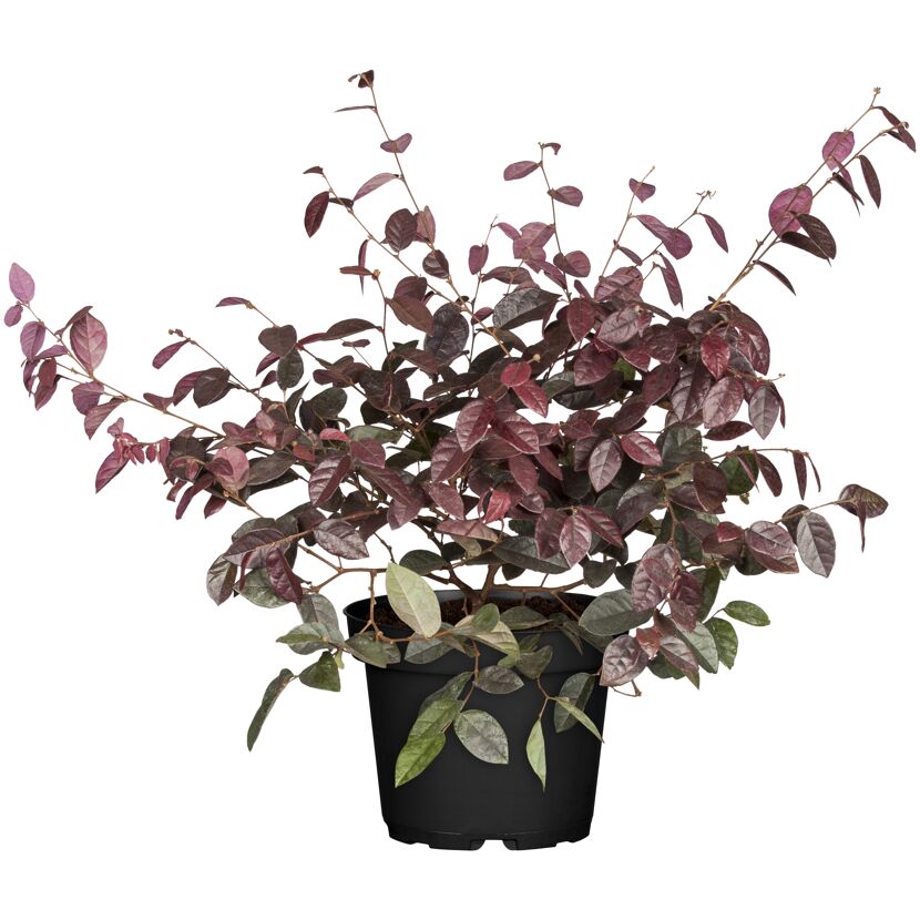 Riemenblüte Busch 'Black Pearl®' pink 15 cm Topf