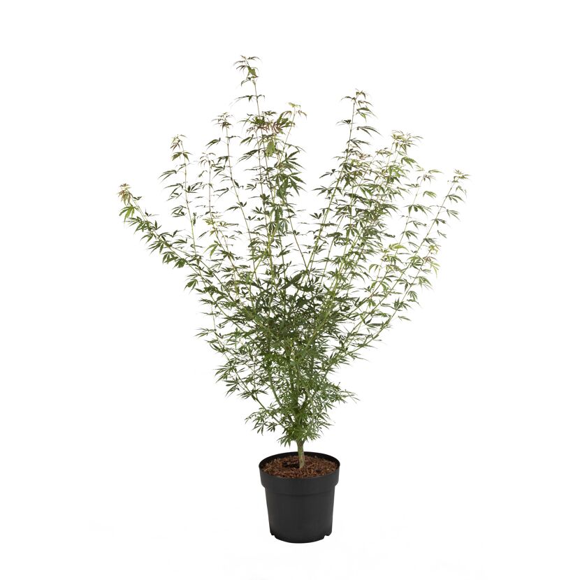 Japanischer Ahorn Busch verschiedene Sorten  15 cm Topf