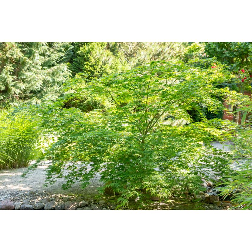 Japanischer Ahorn Busch verschiedene Sorten  15 cm Topf
