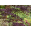Verkleinertes Bild von Japanischer Ahorn Busch verschiedene Sorten  15 cm Topf