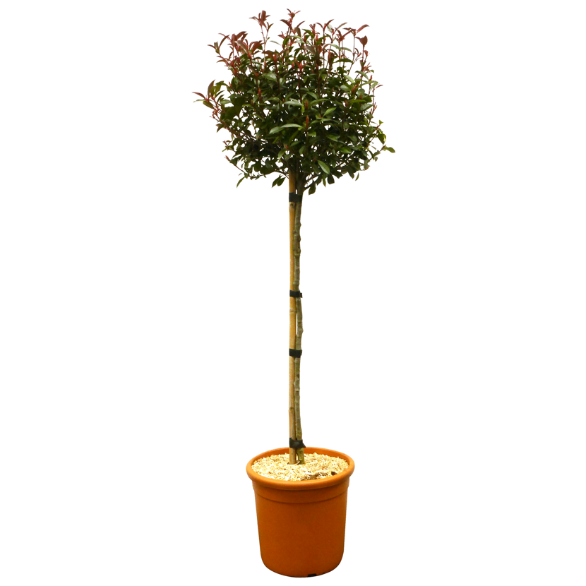 roter gummibaum Ficus 'Belize'