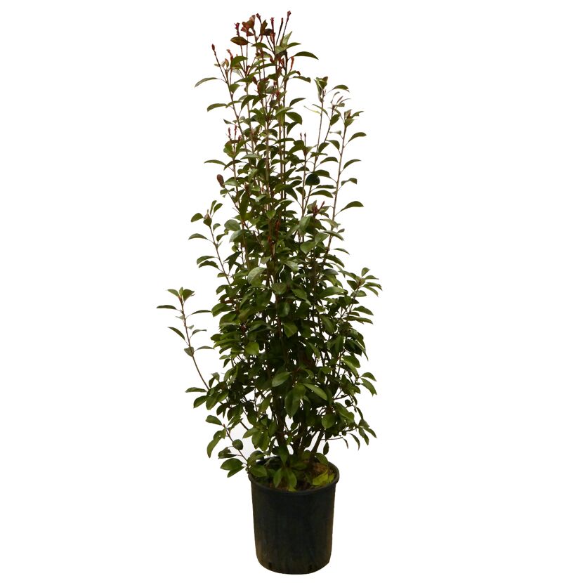 Glanzmispel 'Red Robin' 60 cm, 22 cm Topf