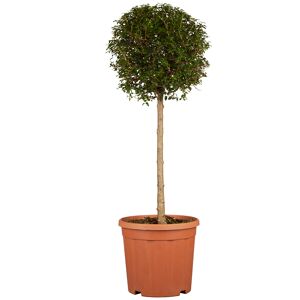 Delavays-Liguster Halbstamm 34 cm Topf