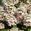 Rispenhortensie 'Whitelight®' 23 cm Topf