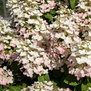 Rispenhortensie 'Whitelight®' 23 cm Topf