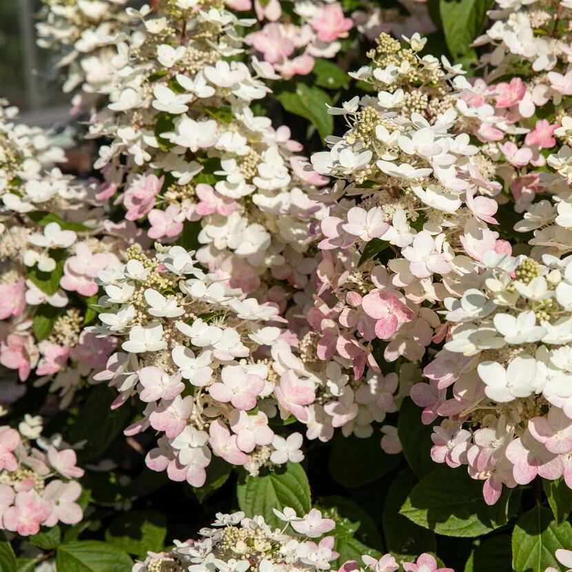 Rispenhortensie 'Whitelight®' 23 cm Topf
