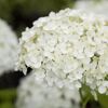 Weiße Blüten der Rispenhortensie 'Whitelight®'