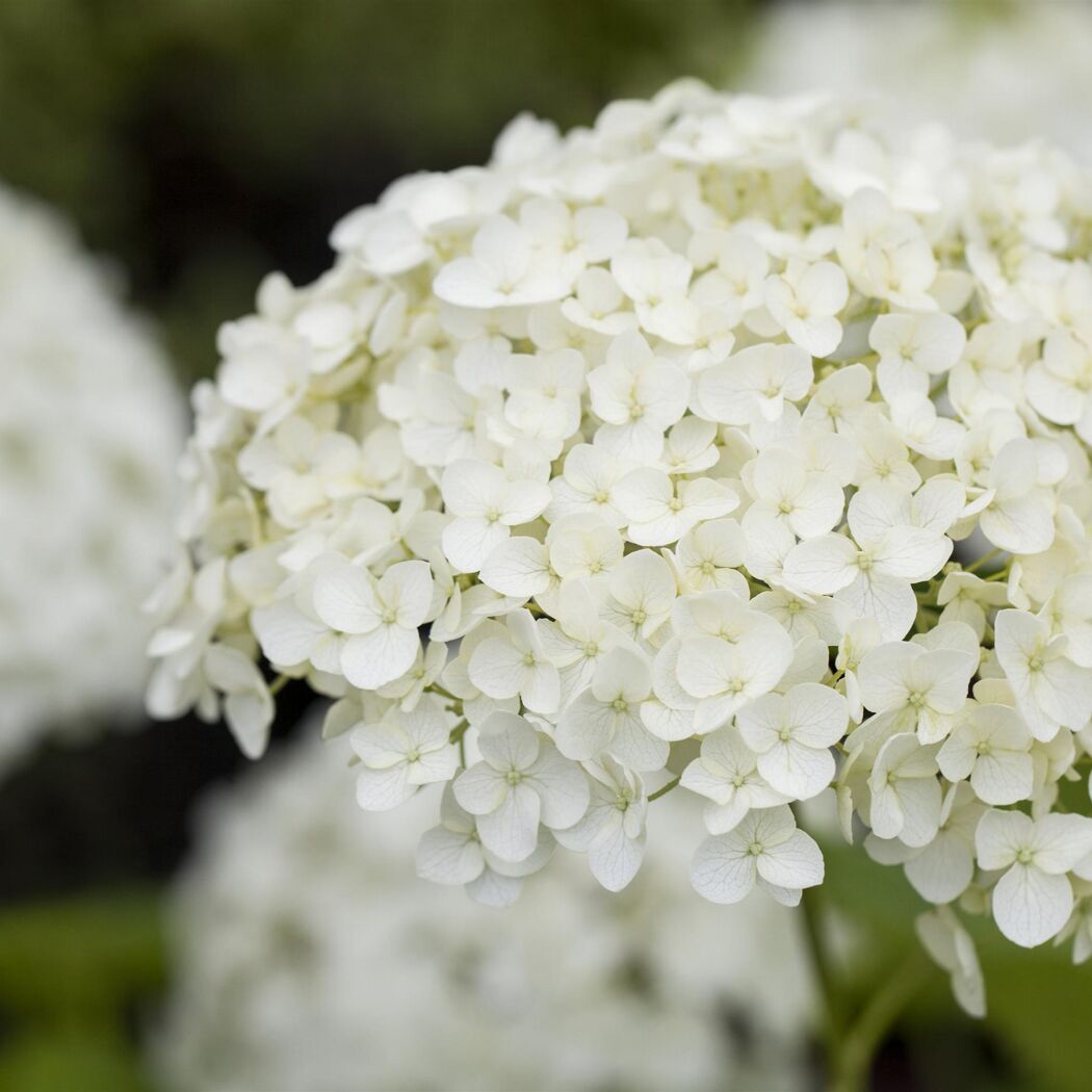 Weiße Blüten der Rispenhortensie 'Whitelight®'