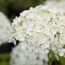 Rispenhortensie 'Whitelight®' 23 cm Topf