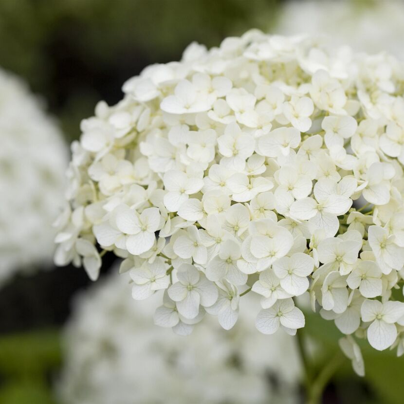 Rispenhortensie 'Whitelight®' 23 cm Topf