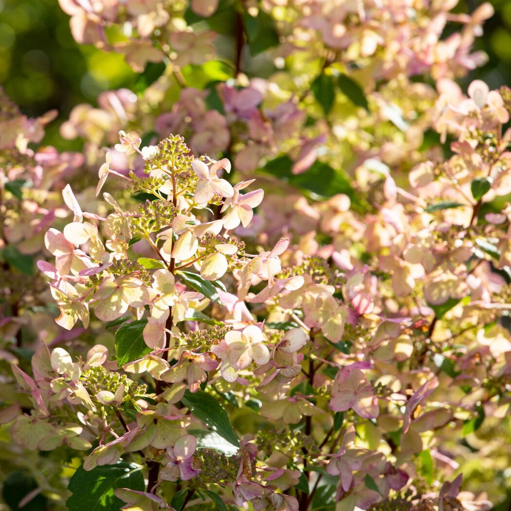 Rispenhortensie 'Whitelight®' mit rosa-weißen Blüten