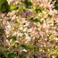 Rispenhortensie 'Whitelight®' 23 cm Topf