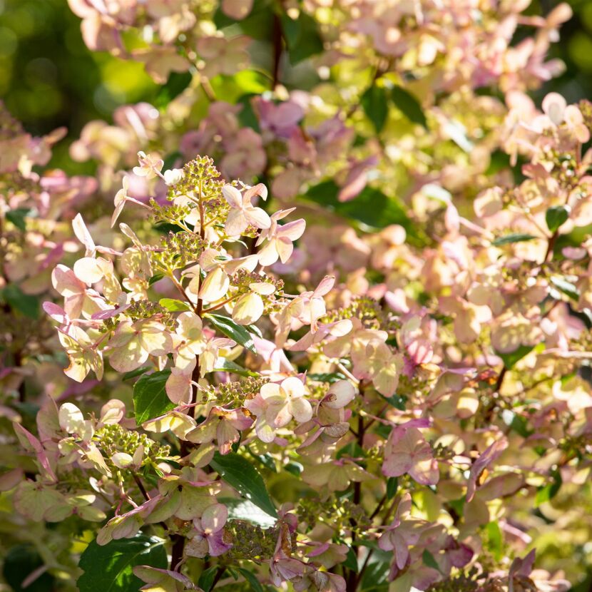 Rispenhortensie 'Whitelight®' 23 cm Topf