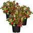 Scheinbeere 10,5 cm Topf, 3er-Set