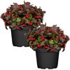 Scheinbeere 13 cm Topf, 2er-Set