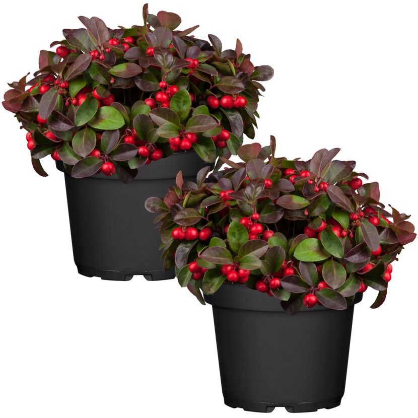 Scheinbeere 13 cm Topf, 2er-Set