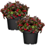 Scheinbeere 13 cm Topf, 2er-Set