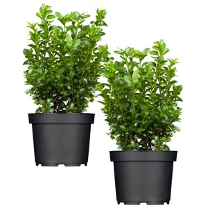 Buchsbaum, 13 cm Topf, 2er-Set