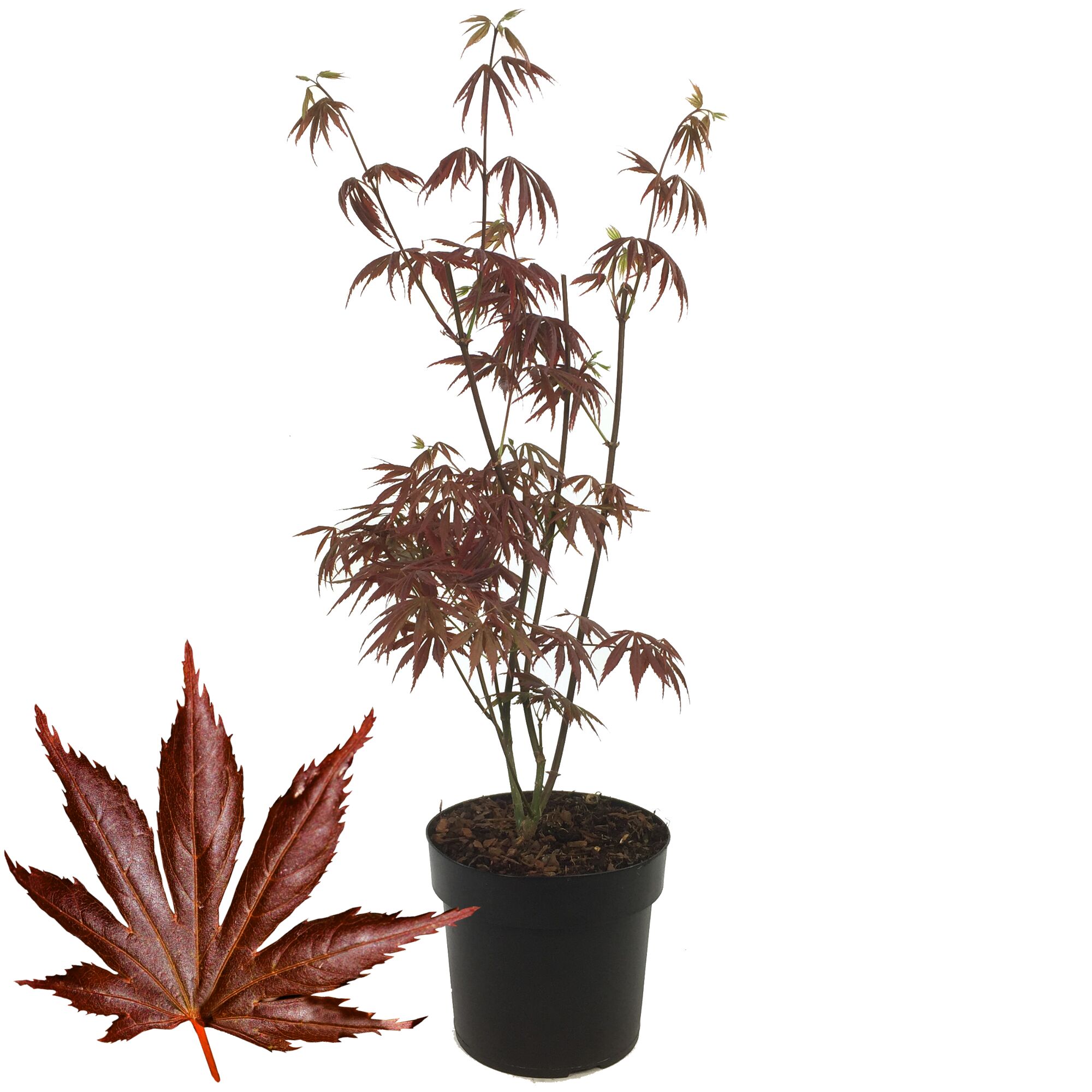 Japanischer Fächerahorn Trompenburg im Topf