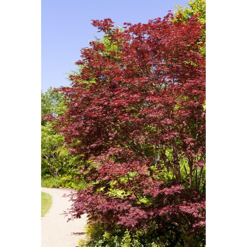 Roter Fächerahorn 'Trompenburg'