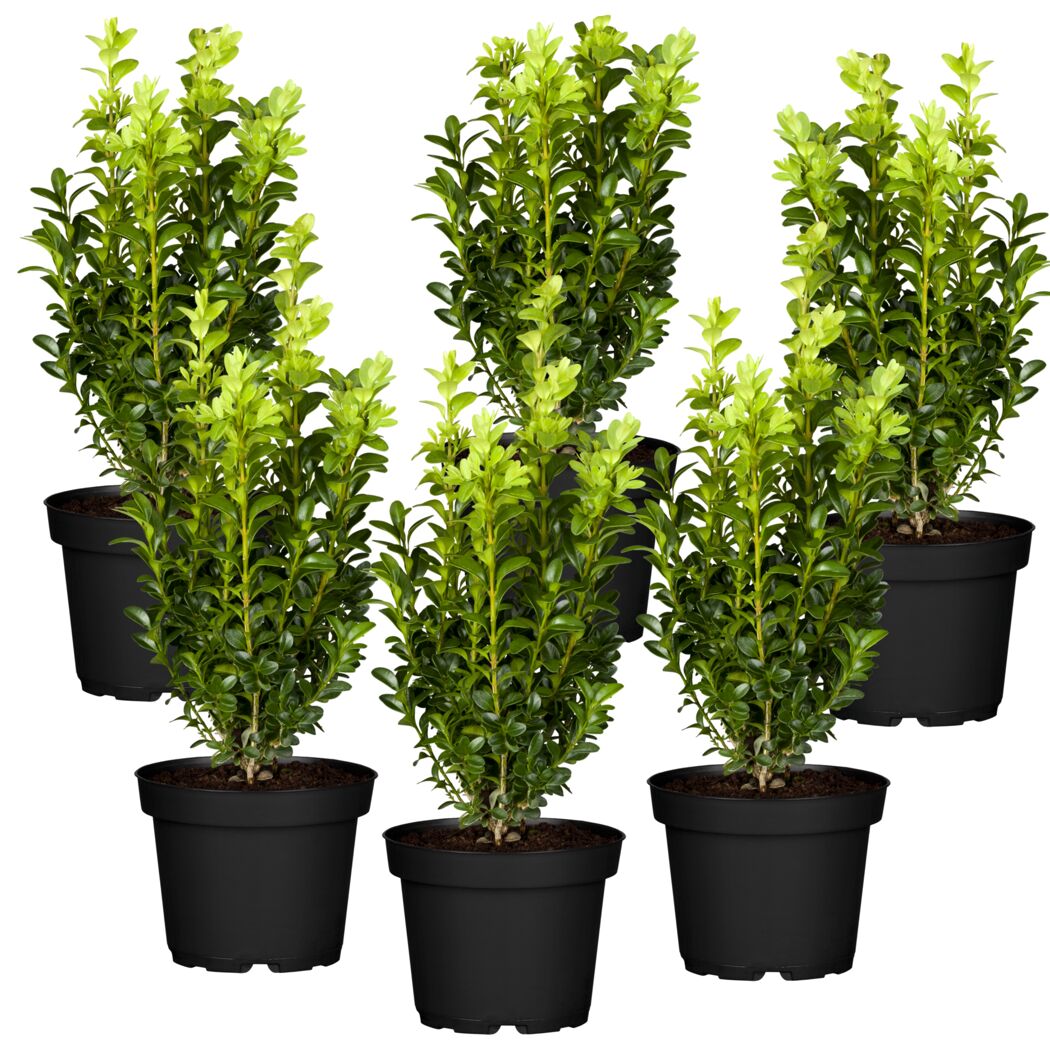 Buchsbaum 6er-Set, 9 cm Topf