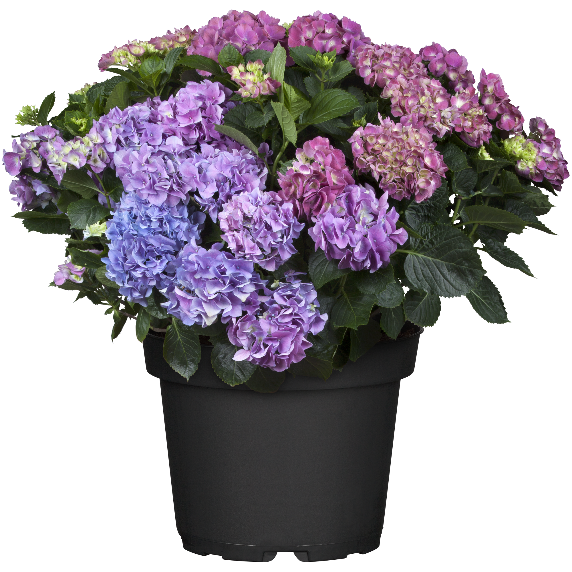 Hortensie mit 25+ Blüten verschiedene Farben 30 cm Topf + product picture