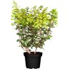 Rispenhortensie 'Pan Sorten' verschiedene Farben 23 cm Topf