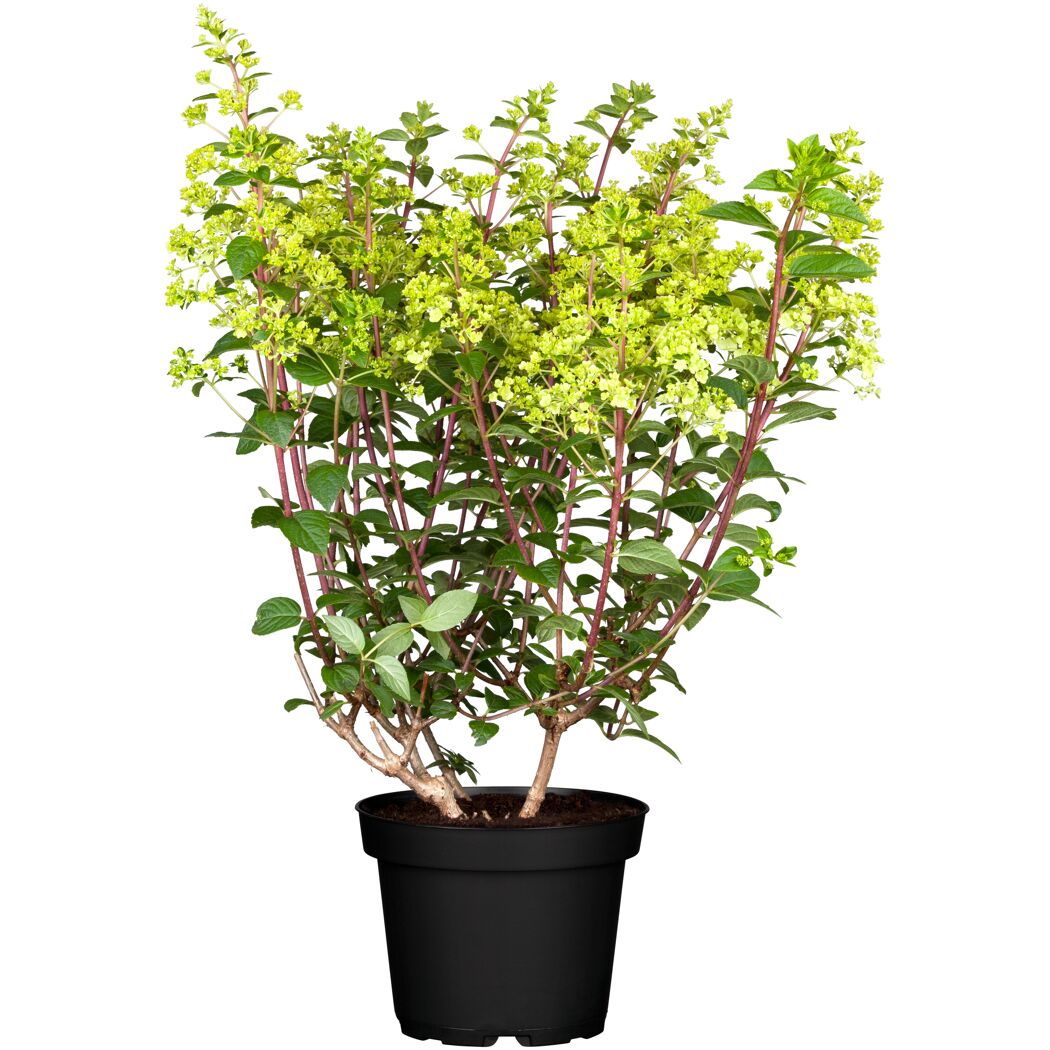 Rispenhortensie 'Pan Sorten' verschiedene Farben 23 cm Topf