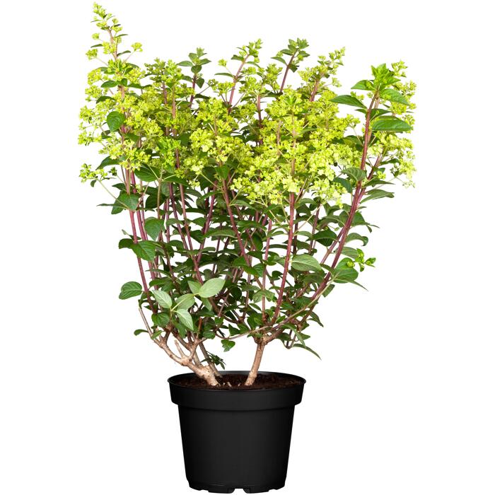 Rispenhortensie 'Pan Sorten' verschiedene Farben 23 cm Topf
