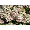 Rispenhortensie 'Pan Sorten' verschiedene Farben 23 cm Topf