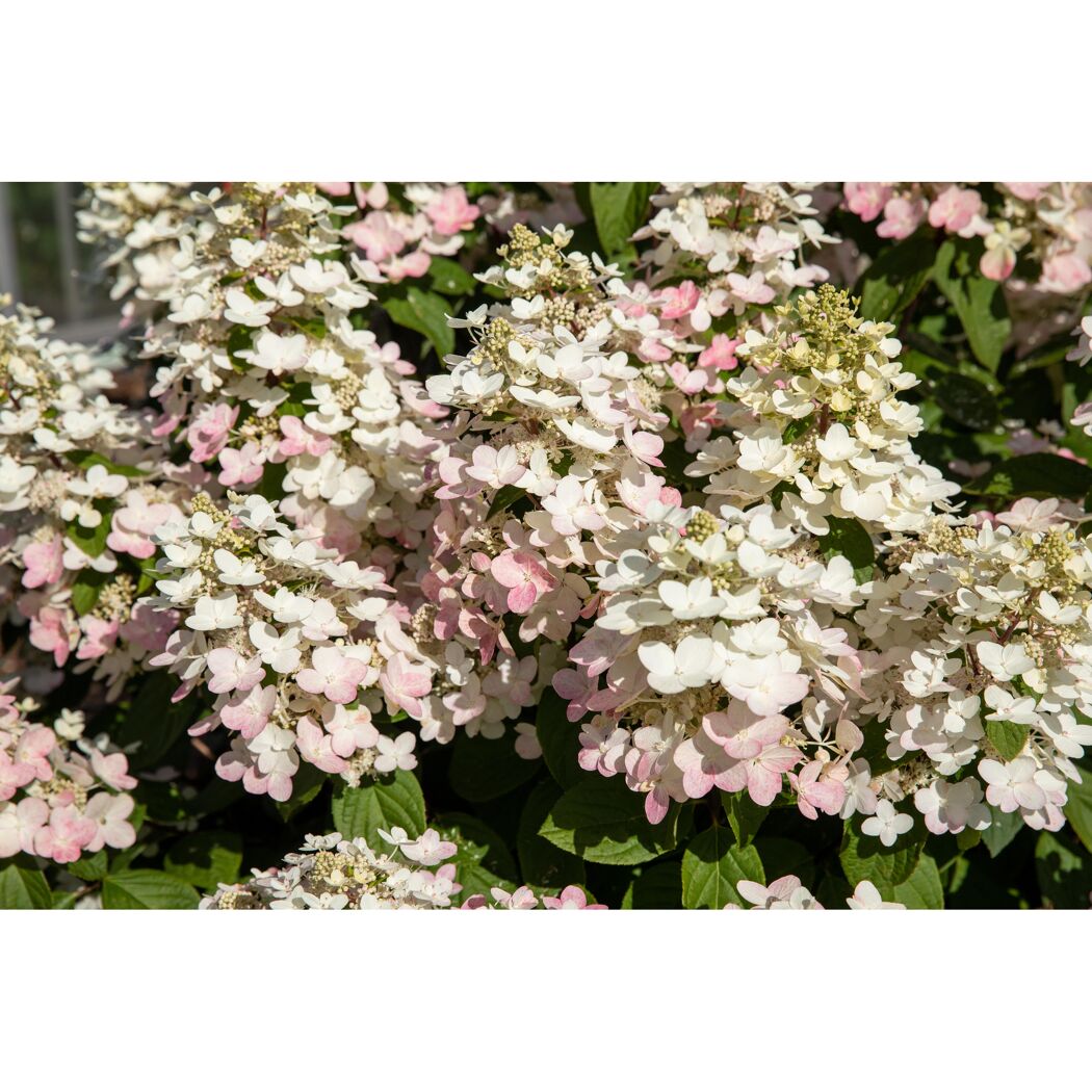 Rispenhortensie 'Pan Sorten' verschiedene Farben 23 cm Topf