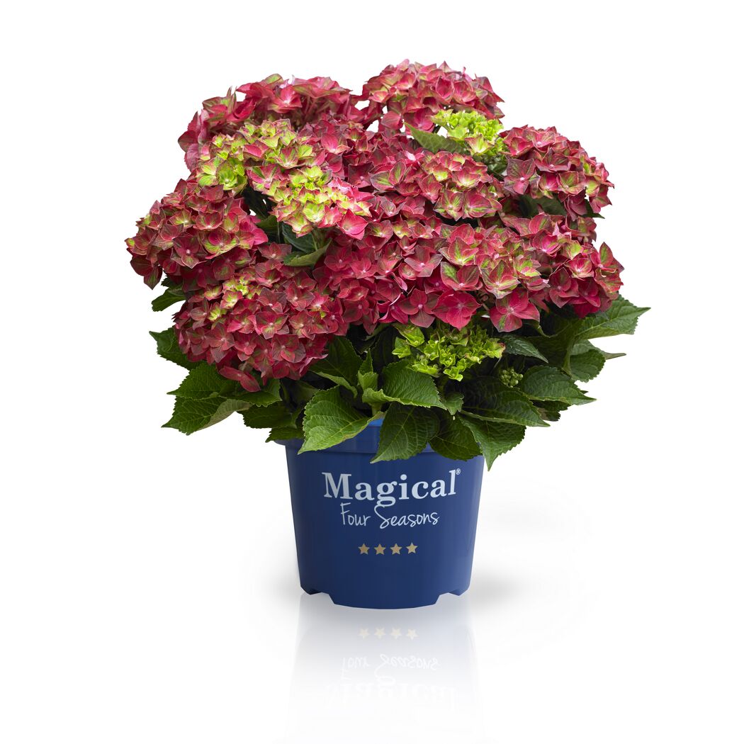 Magical Four Seasons Hortensie im Topf