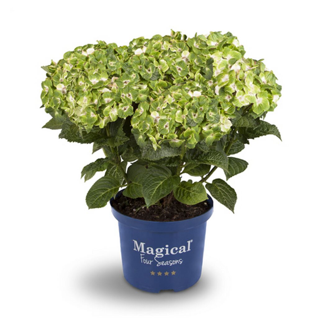 Grüne Topfhortensie Magical Four Seasons