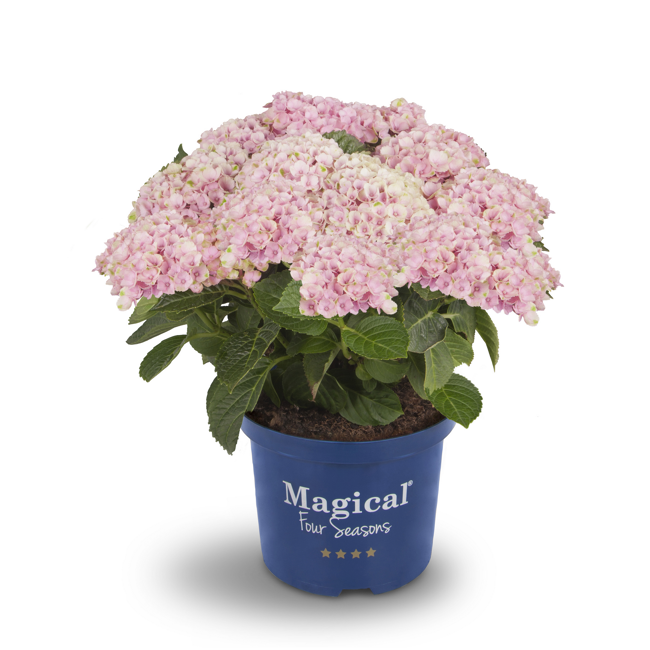 Bild von Hortensie 'Magical Revolution® rosa', Topf Ø 23 cm