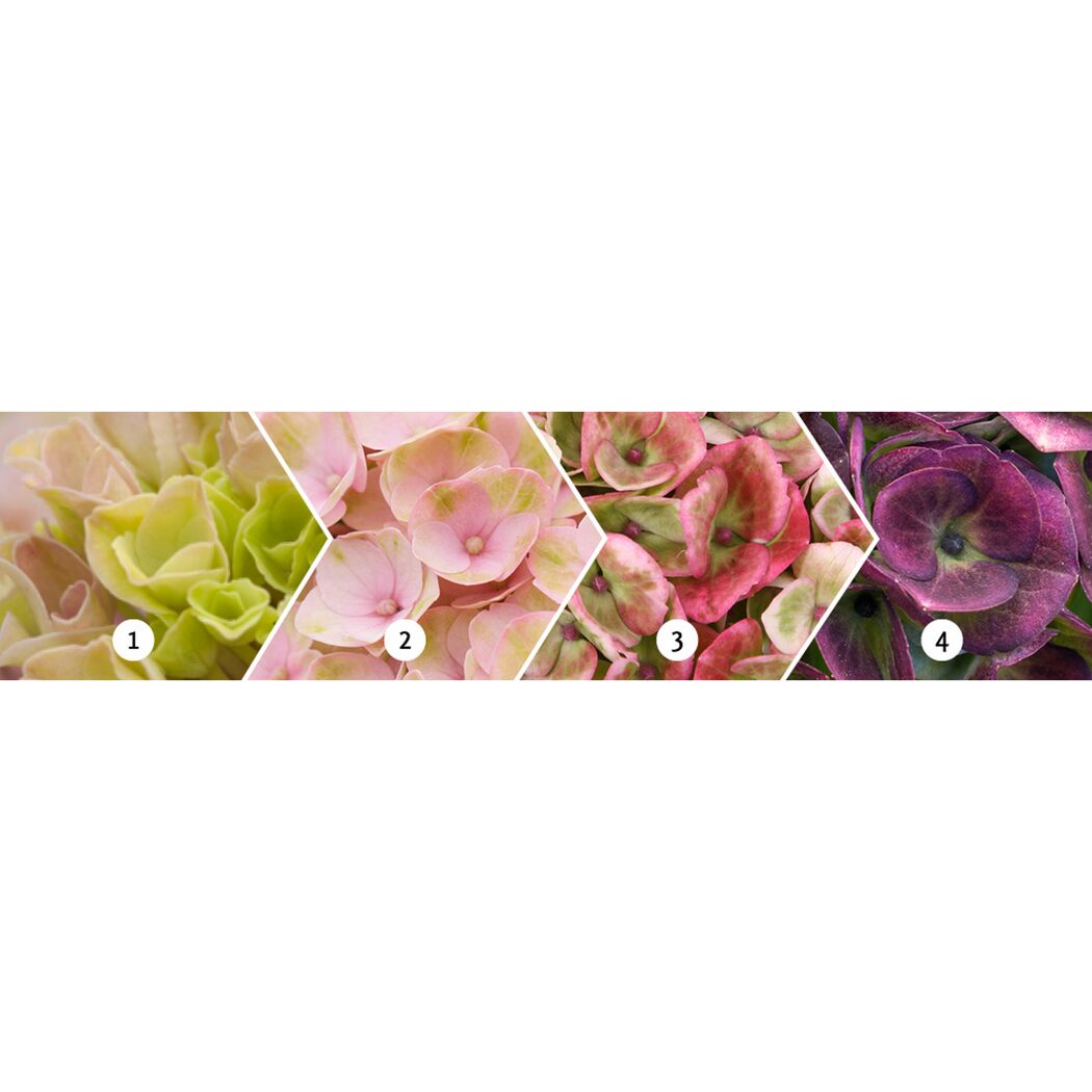 Vier Hortensienblüten in verschiedenen Farben von Grün bis Lila.