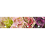 Verkleinertes Bild von Hortensie 'Magical Revolution® rosa', Topf Ø 23 cm