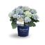 Blaue Hortensie Magical Four Seasons im Topf