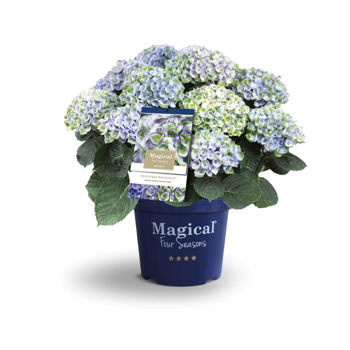 Hortensie 'Magical Revolution® blau', Topf Ø 23 cm